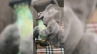 подборка приколов | смешные коты😹