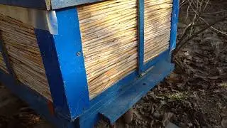 В январе облёт пчёл несут пыльцу !🐝🐝