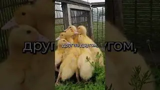 ПОЧЕМУ УТЯТА ХОДЯТ ГУСЬКОМ?