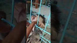 monyet mini atau monpey, jenis monyet yang gabisa besar, serasa punya bayi terus 🤣