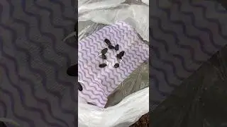 Начинаю посев семян Арбузов 