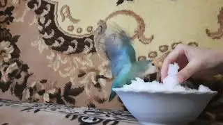 РЕАКЦИЯ ПОПУГАЯ НА СНЕГ ❄