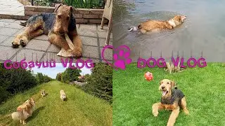 DOG VLOG: Собаки, июль-август 2020, часть II