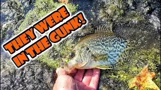 Fishing Fall Crappies In The Gunk (Fishband Clamber Hyper Micro BFS)