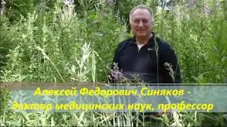 Доктор Синяков: целительный бальзам