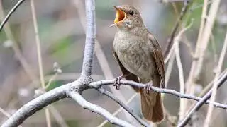 Фольклорный ансамбль с. Плёхово Курской обл. — Соловей мой, соловьюшка (хороводная)