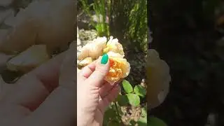 Japanese roses in my garden (11 varieties)