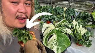 Rosales Nursery Has Gorgeous Houseplants Right Now!