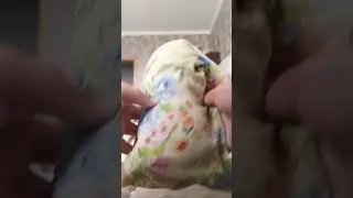 нифигасе чо Басик даёт