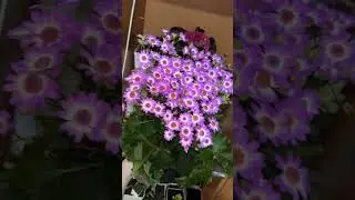 Цинерария гибридная Pot Mix 