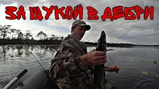 За Щукой - в Дебри! Рыбалка на спиннинг, на лесном озере! Грибалка 2023!!!