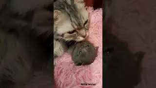 мурка манюня