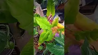 Выставка. Неудобное видео, но масса эксклюзивных санс, поэтому решила показать.
