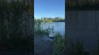 Лебедь 🦢 Лёня приплыл на вкусный завтрак 👌🥣💞