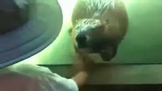 Прикольный бобёр