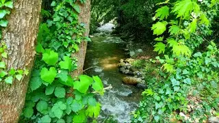 SU SESİ, BÜLBÜL SESİ, Akarsu Sesi Dinle - Su Sesinde Huzur Bulun