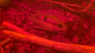 Aequidens and Chocolate Cichlid
