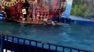 цирк на воде