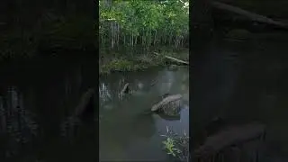 Dia de ação