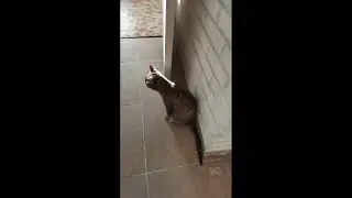 Кошка блюет 2
