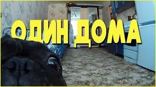 French Bulldog. WHAT DOES IT DO HOME ALONE?