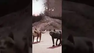 stray cats lose their minds