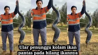 Penemuan ular di kolam ikan mini