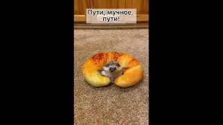 Пути, мучное пути!