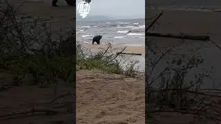 Медведь на Байкале ловит рыбу)
