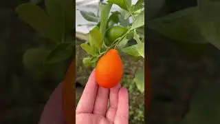 Мандаринкват 