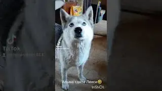 Хаски Альма