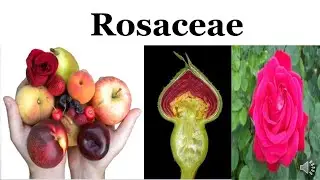 ROSACEAE