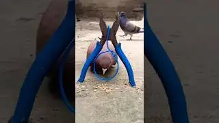 Pigeon trap using cutting pliers & wire