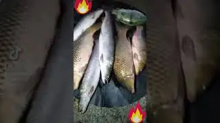 #shortsАмур