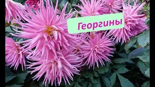 Георгины в ботаническом саду Владивостока | Начало октября 2022