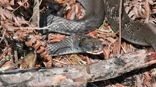 Snake Shedding