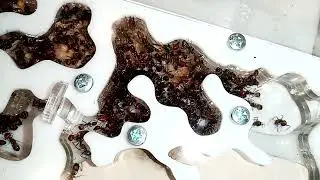 Сингулярисы, Салтаторы и Федчи на передержке