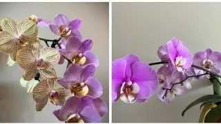 Orchids in  group plantings Part3/ Групповая посадка орхидей Часть3