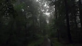 Bei Regen durch den Wald