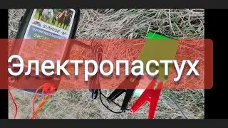 Installation of an electric fence for cows. Grazing cows.