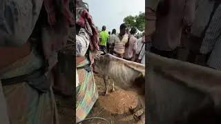 সাতমাইল গরুর হাটে হাড্ডিসার গরু #গরুর_হাট #cow #হাড্ডিসার_গরু