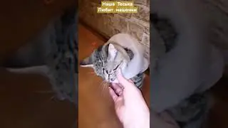 Смешные кошечки Наши любимые четвероногие питомцы