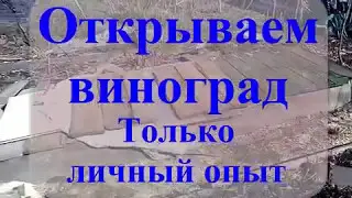Виноград весной  Открытие винограда часть 3