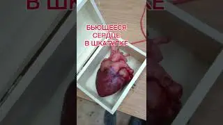 Бьющееся сердце в шкатулке ♥️ Beating heart in a box