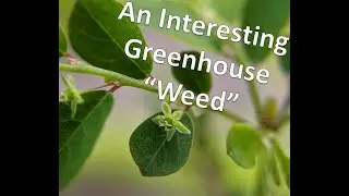 An Interesting Greenhouse "Weed" - A brief look at Phyllanthus niruri