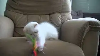Гималайские  кошки и экзоты колорпоинты