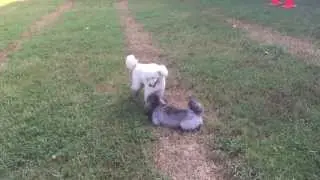 Zap & Ace Playdate