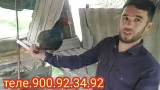 як маслихати пура барои шумо