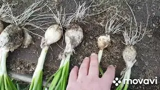 Onion rudiment. How much should there be?