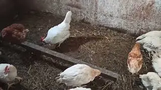 Утром на хозяйстве  Что стало с курами
